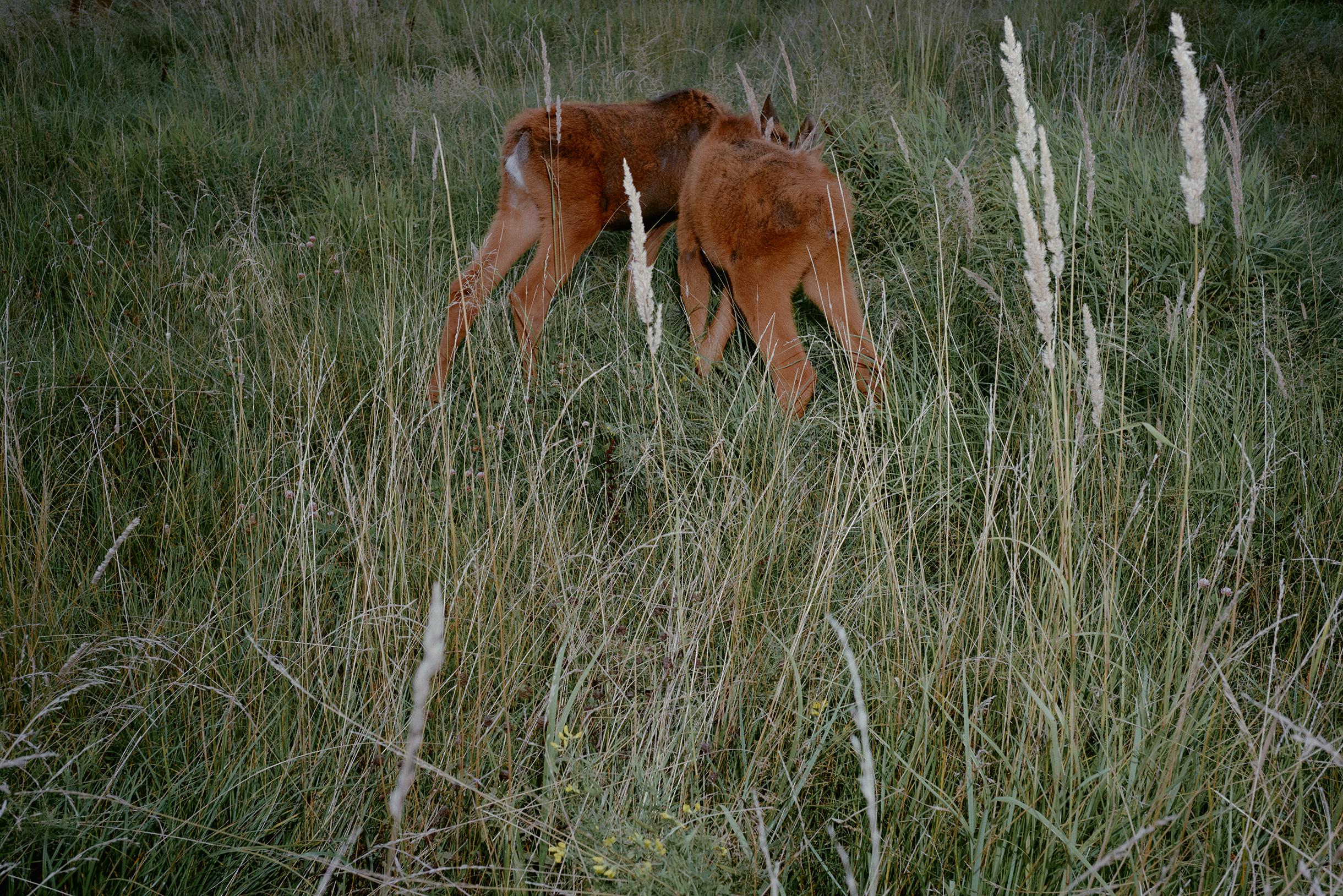 Выкормить лосенка — непростая задача: несколько раз в день детеныша нужно поить молочной смесью, он потребляет до пяти литров в сутки