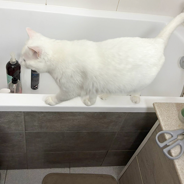 Фаина помогает в домашних делах