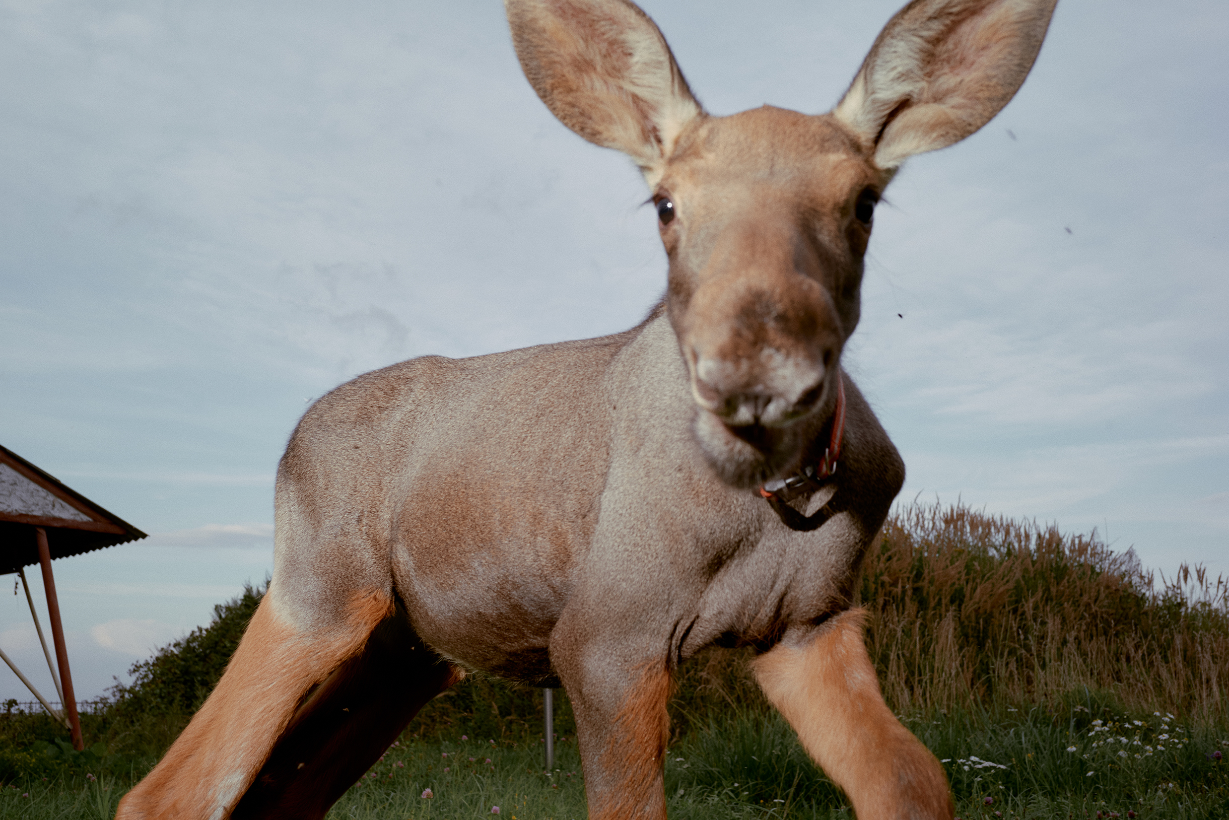 Еще лосятам подходит козье молоко, но следить за его качеством сложно: нужно оценить, чем кормят коз и как их доят. Поэтому специальная смесь — безопасный выбор