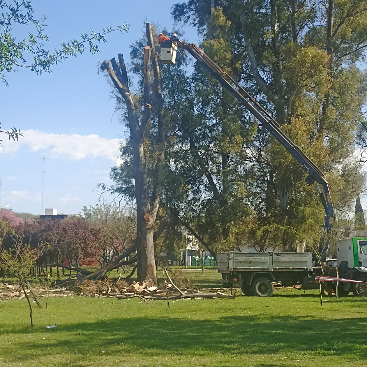 По дороге домой видел, как пилили деревья