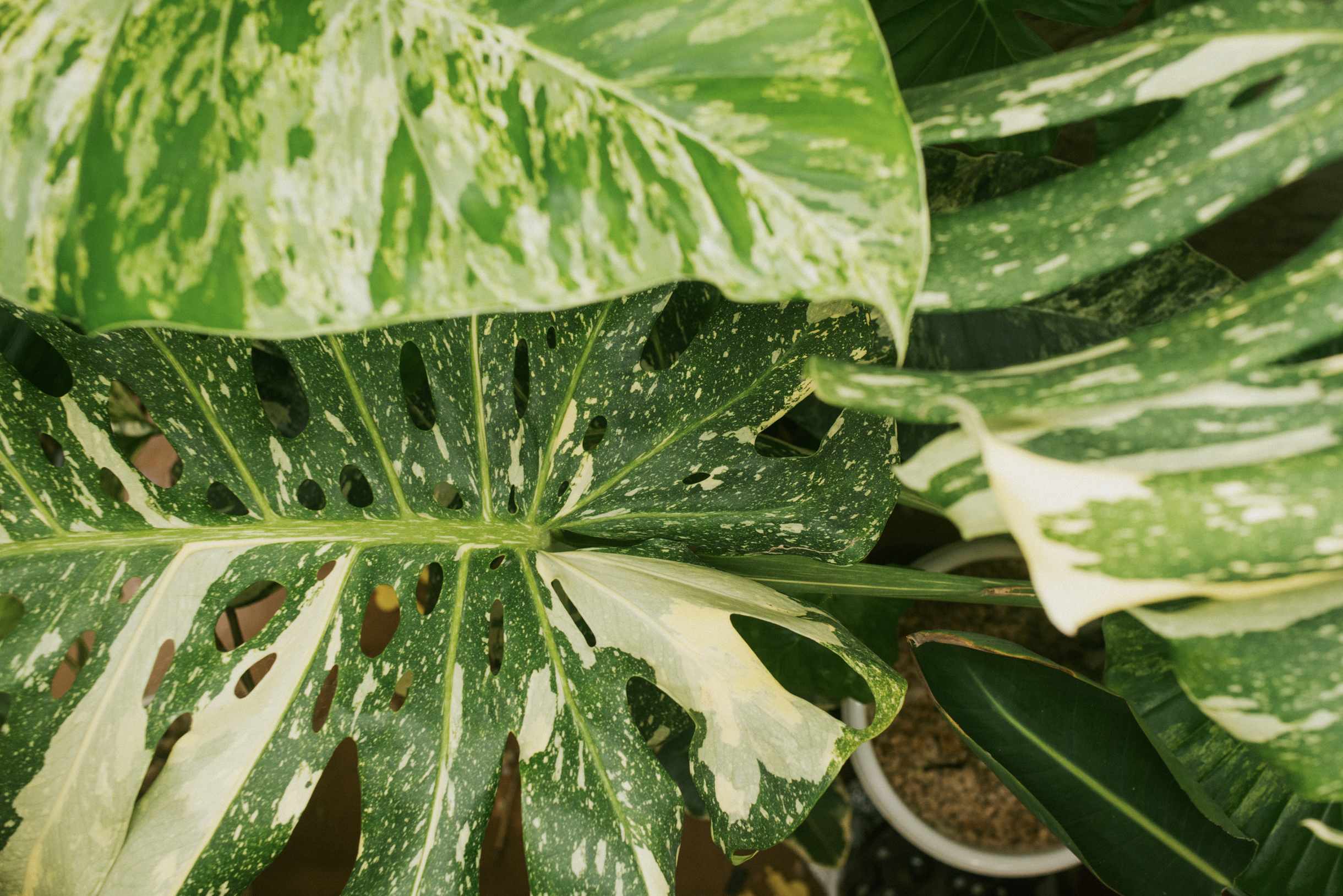 Если воды нет — поливаю, если есть — жду. Так растения получают ровно столько влаги, сколько нужно