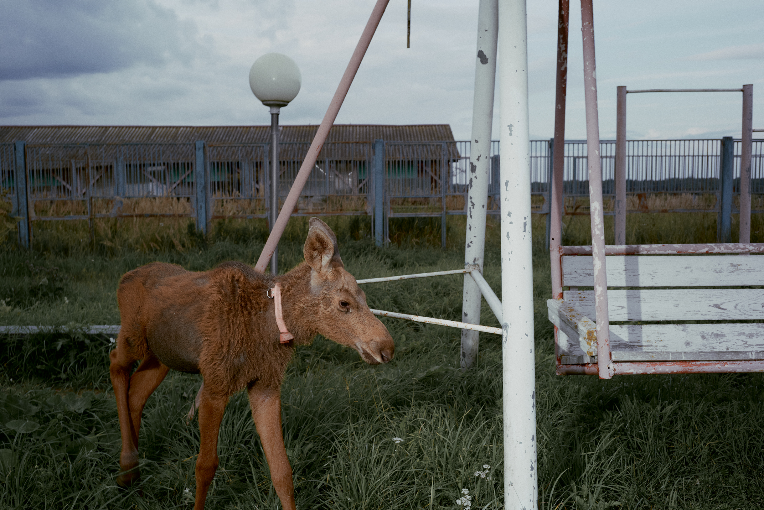 В первую линьку окрас лосенка меняется: рыжий мех сменяется бурым, как у взрослых животных