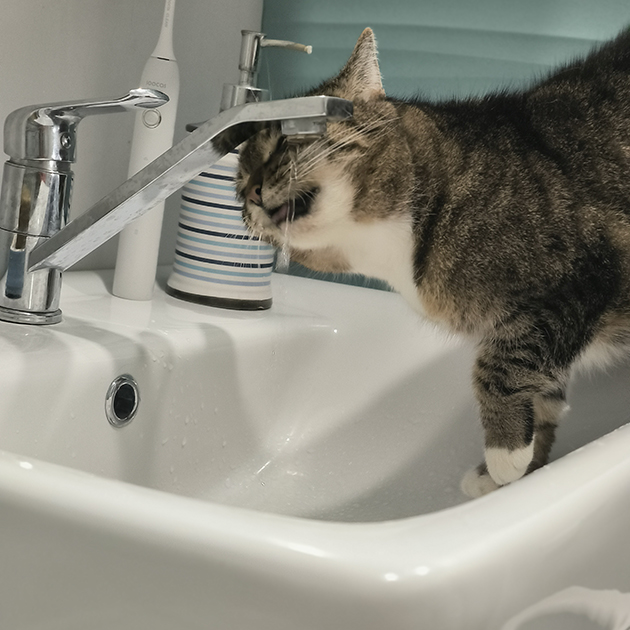 Для фото я извернулась и выбрала ракурс поудачнее. Человек, входящий в ванную, видит темную сторону кошки