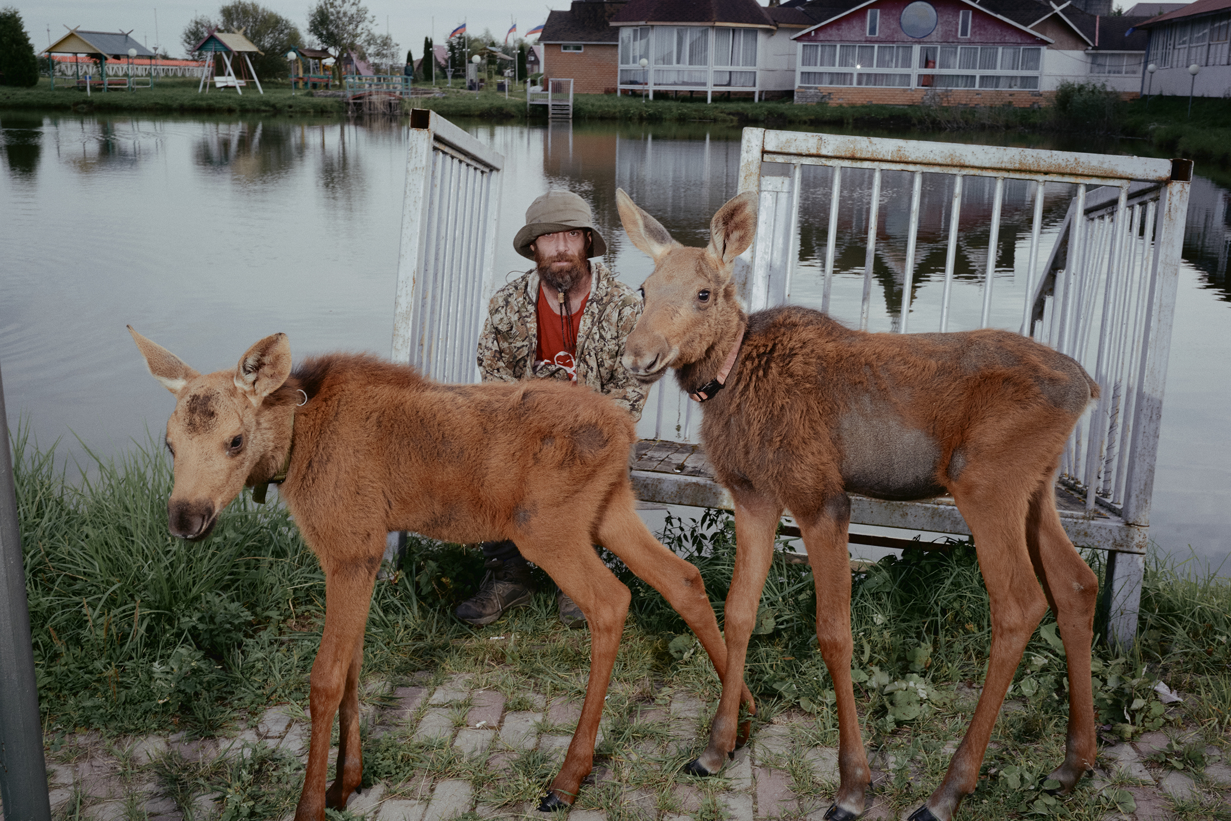 И взрослые, и молодые лоси привязываются к людям, но особенно — к Артуру. Малыши ходят за ним по пятам, подставляют мордочки для ласки, щипают свежую зелень с рук