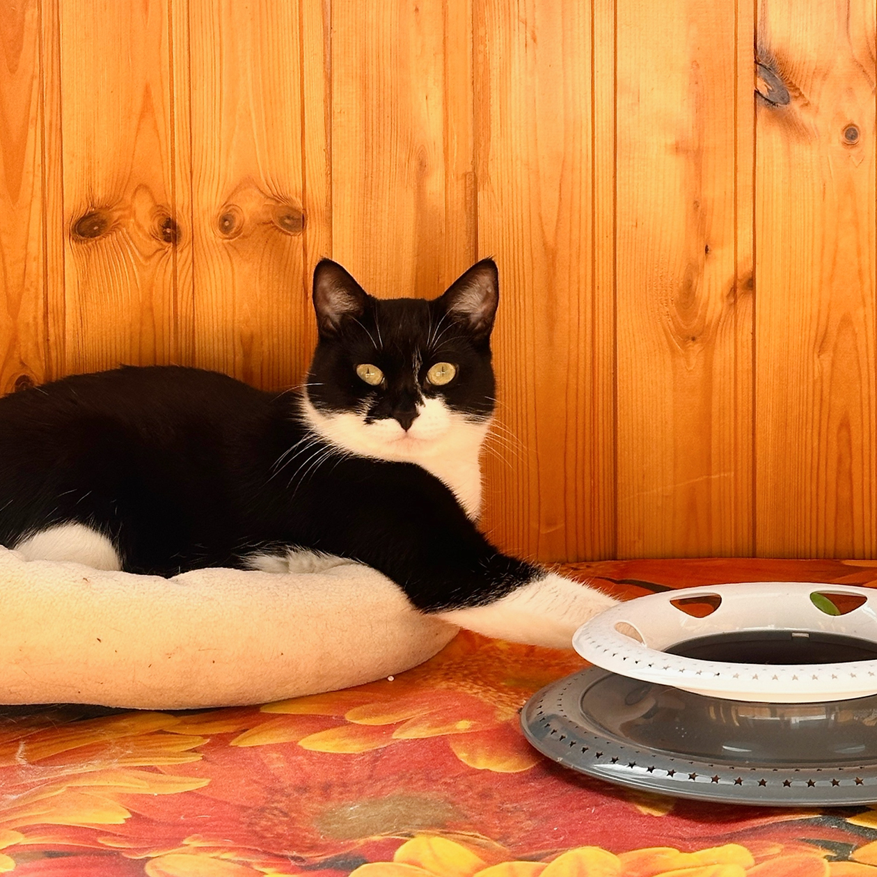 Кошка Гера лениво играет с мячиками на балконе