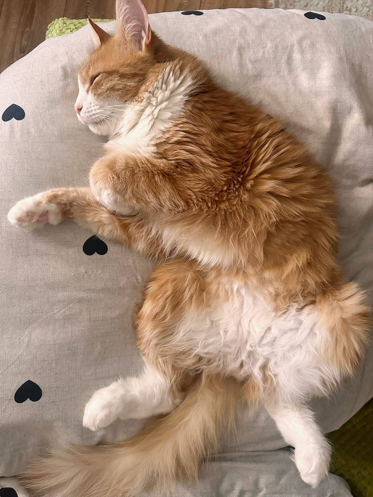 Персик не в курсе, что сейчас понедельник и надо работать, а не спать