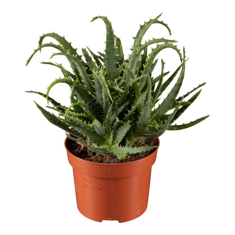 Алоэ древовидное