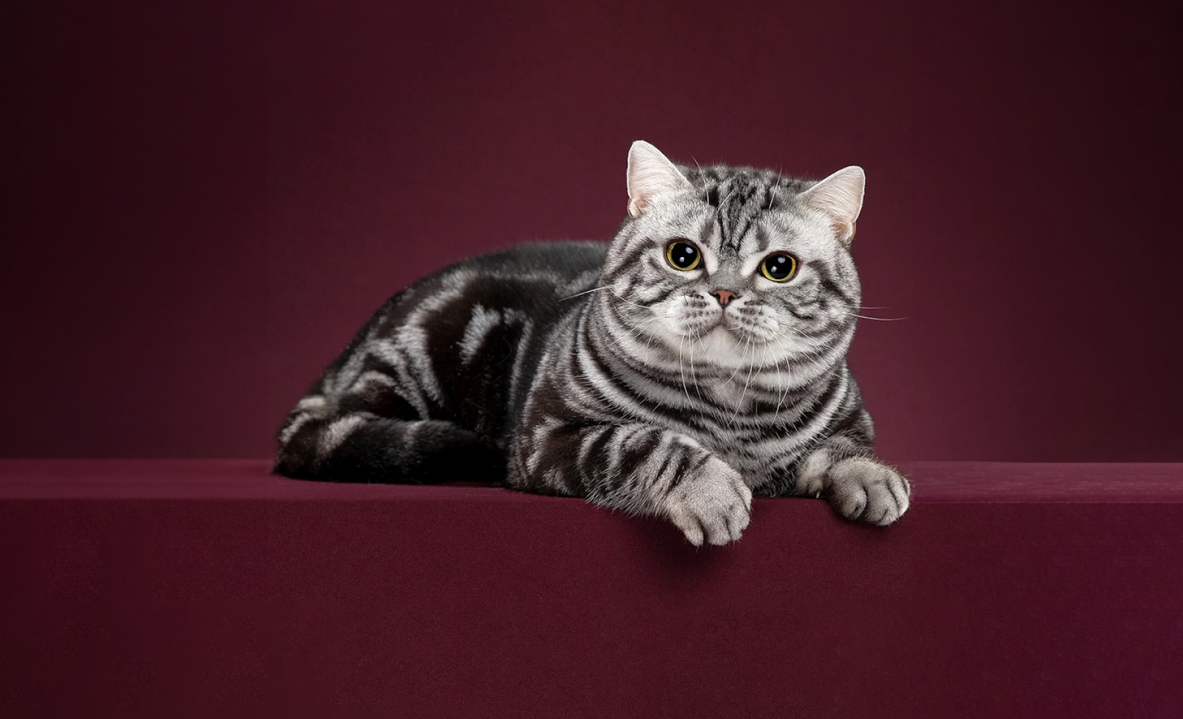 Американская короткошерстная