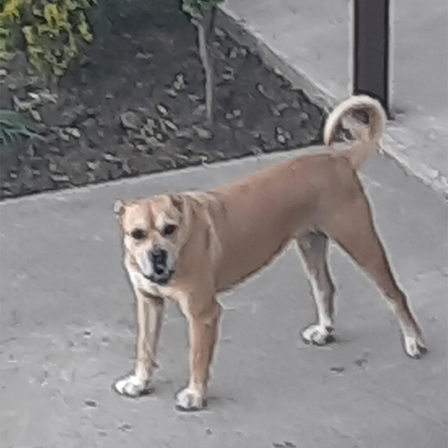 Так выглядит шумный соседский пес