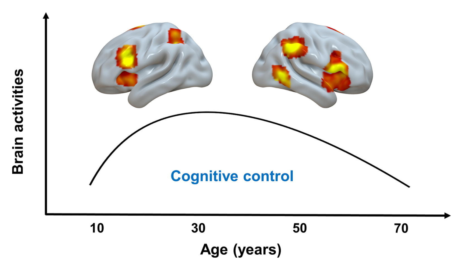 Ученые заметили, что активность мозга, связанная с когнитивным контролем, достигает максимума в ранней взрослости, затем снижается с возрастом. Она имеет форму перевернутой U-образной кривой. Источник: sciencedirect.com
