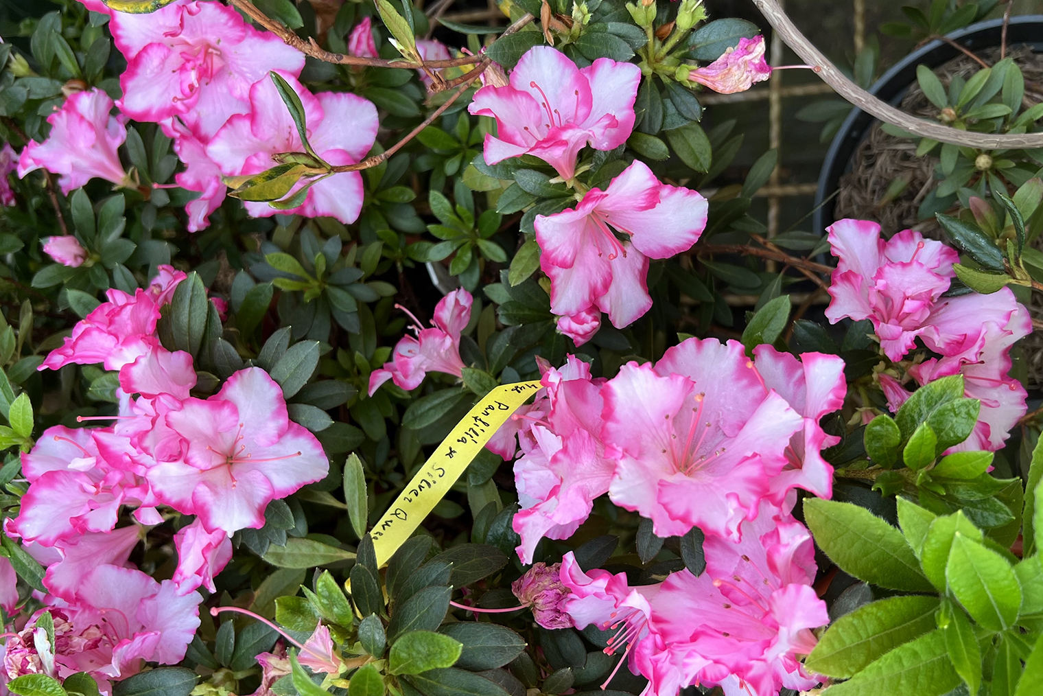 Азалия закладывает цветоносы только при пониженной температуре. В обычных комнатных условиях цветочные почки не формируются