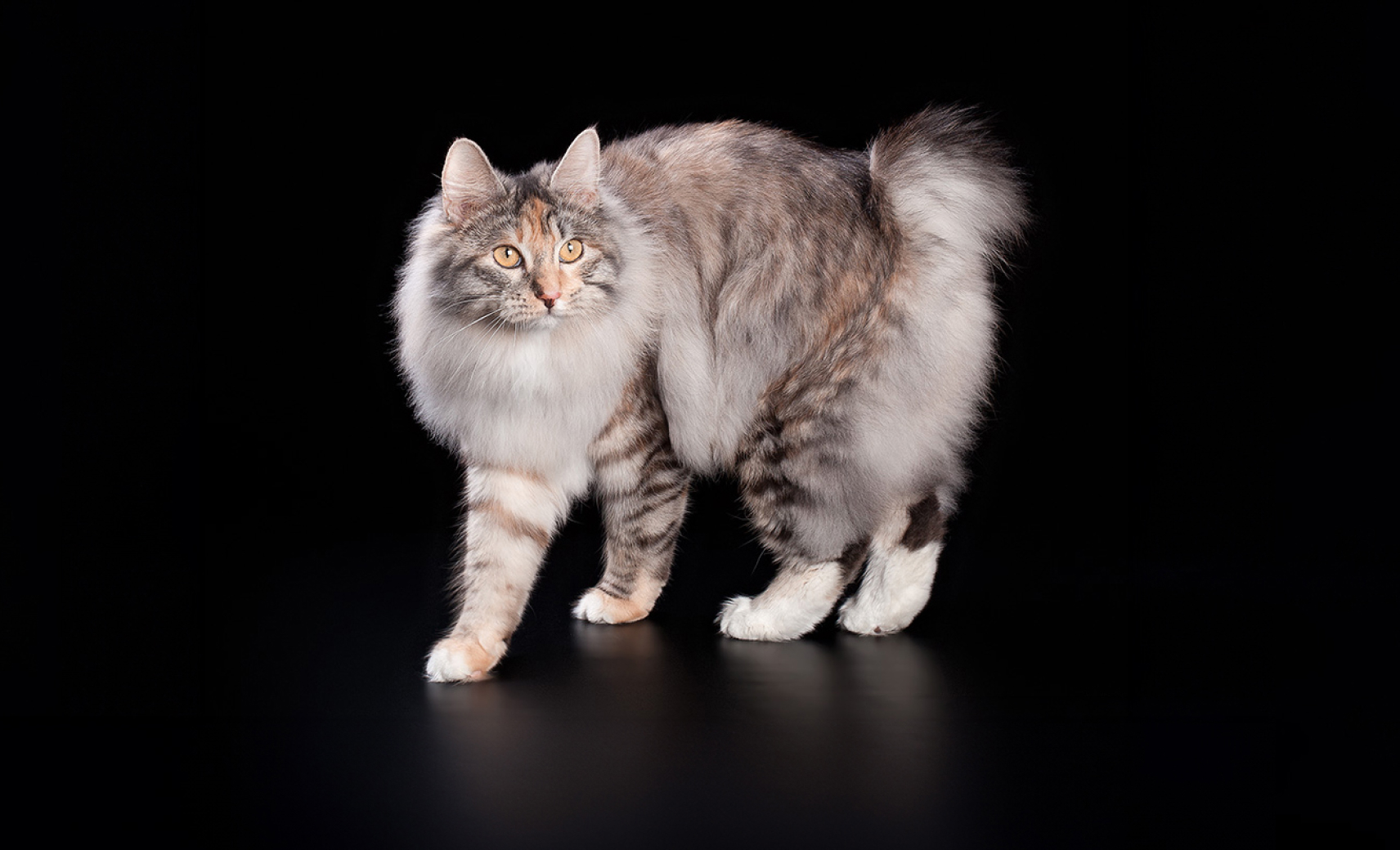 Курильский бобтейл