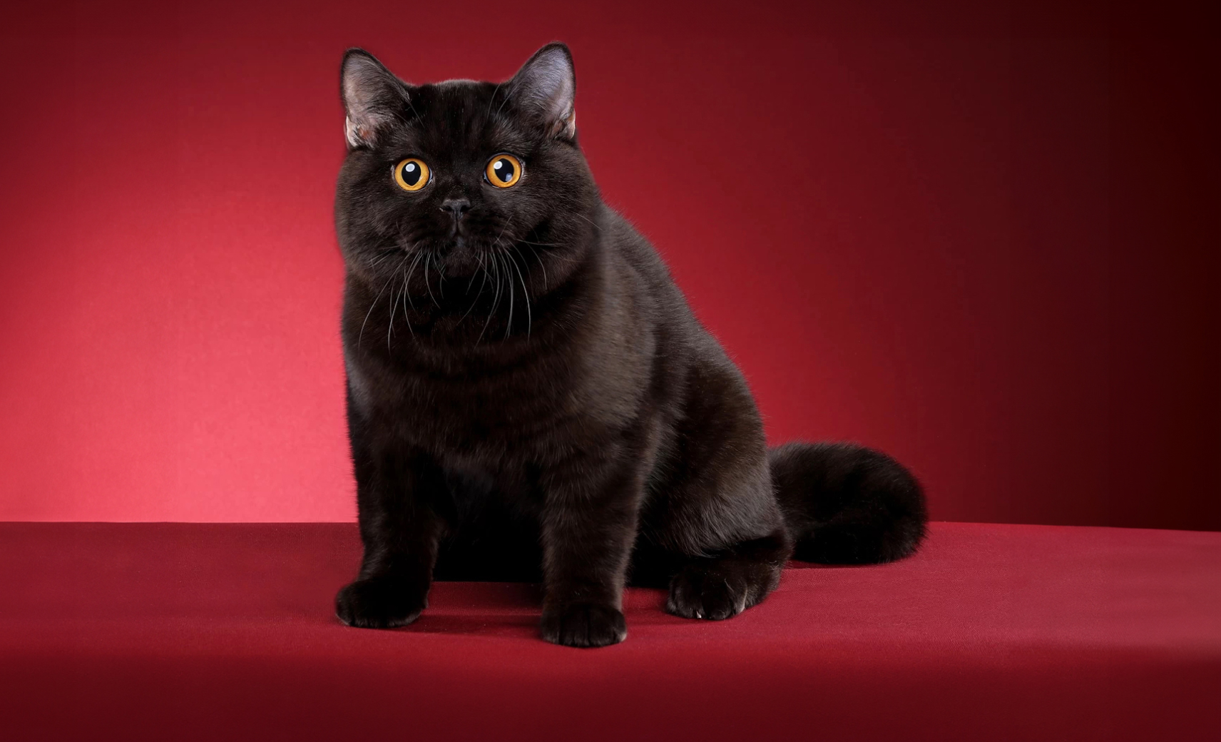 Британская короткошерстная