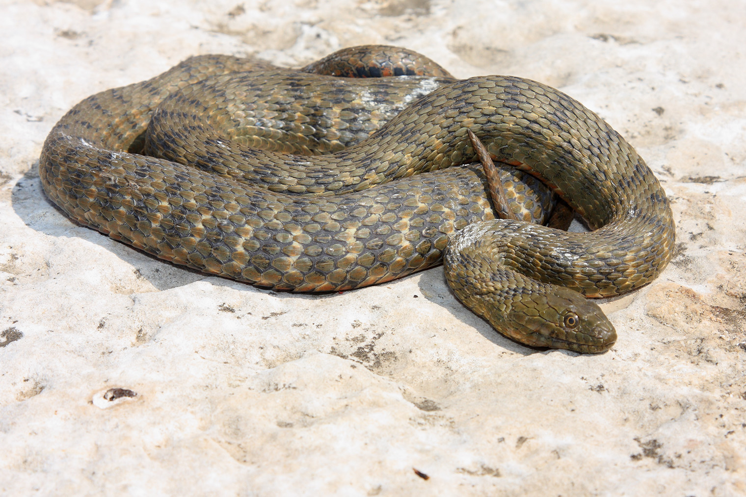 🆗 Как правило, водяные ужи оливковые или бурые. Зрачки змеи круглые. Фотография: RazvanZinica / Shutterstock / FOTODOM
