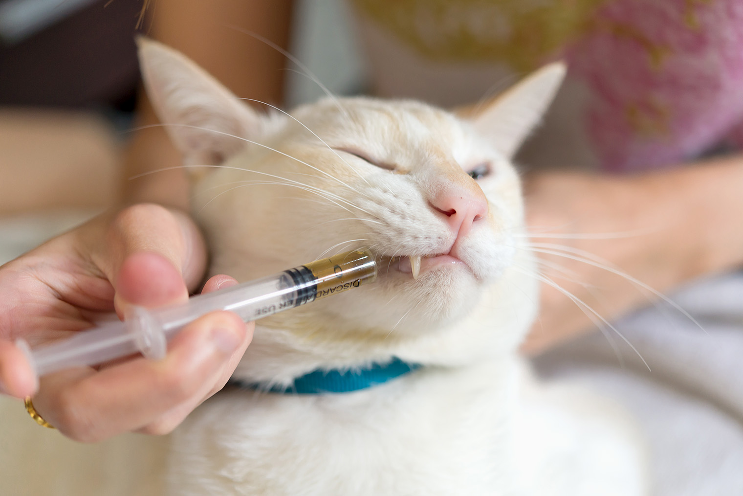 Разжимать кошке пасть не нужно: наконечник легко поместится в уголок рта. Голова животного должна быть приподнята, иначе раствор выльется обратно. Фотография: GrooveZ / Shutterstock / FOTODOM