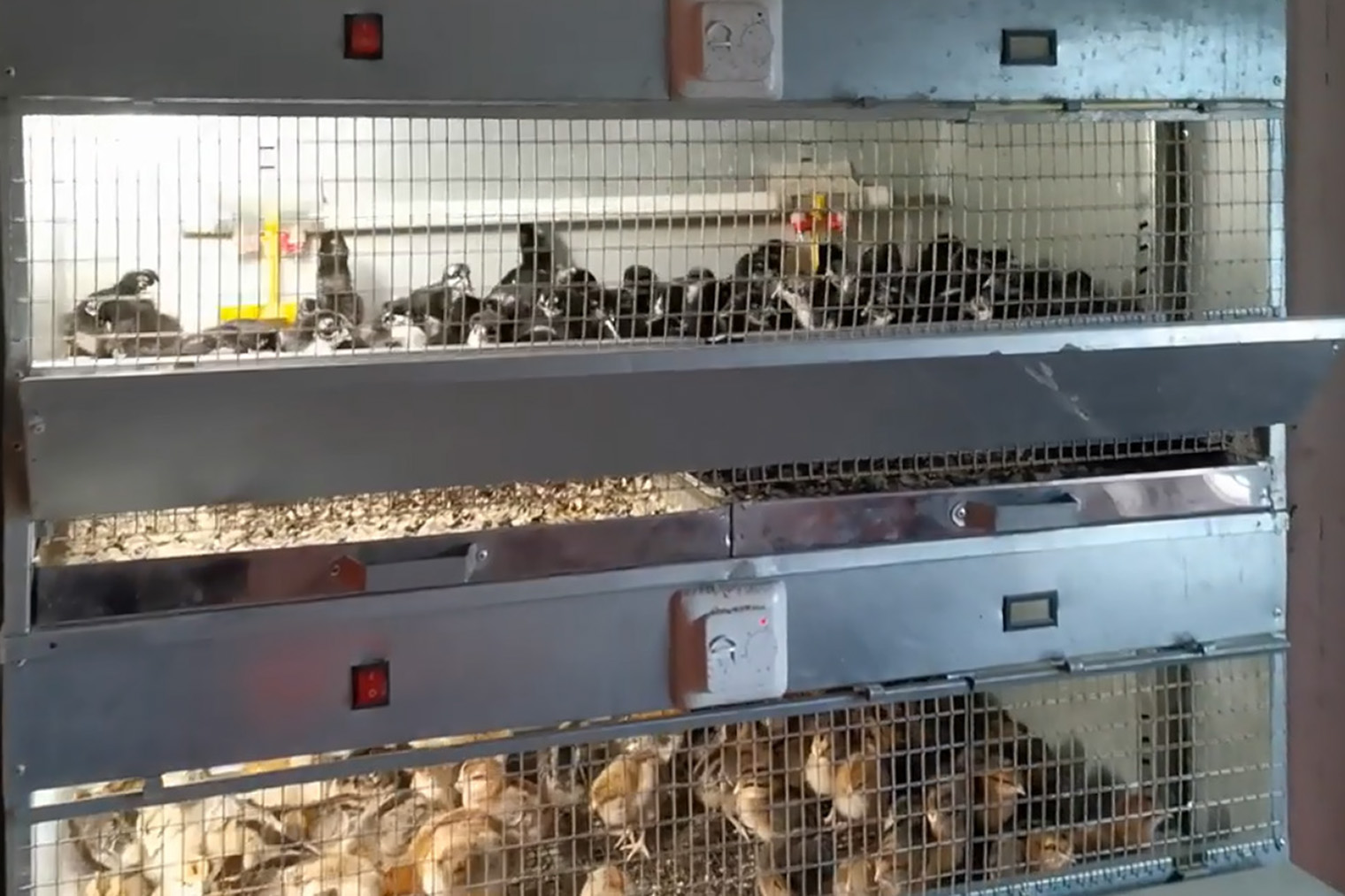 Сотни, даже тысячи цыплят породы доминант у заводчика, который живет недалеко от нашей дачи
