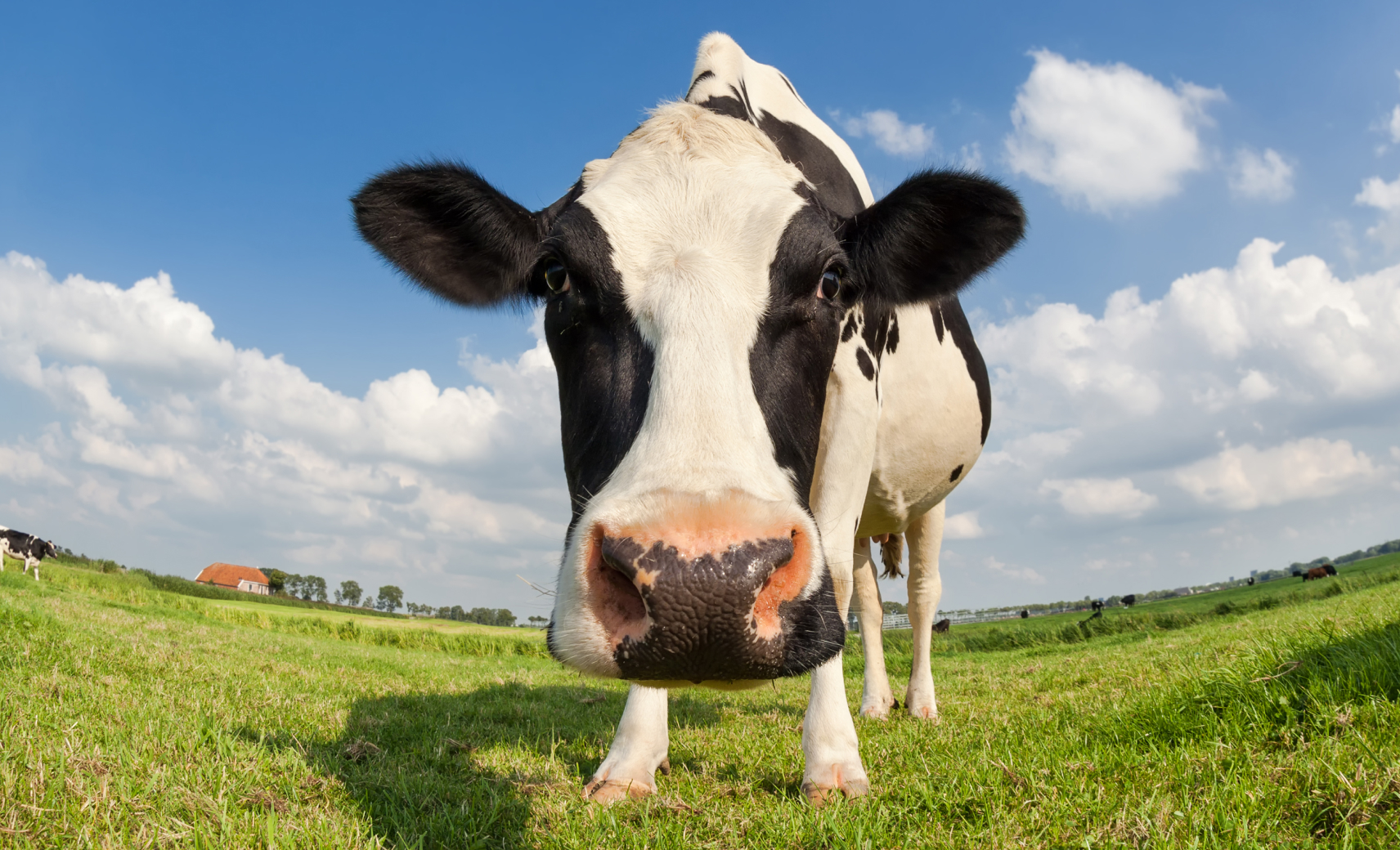 У коров почти панорамное зрение…