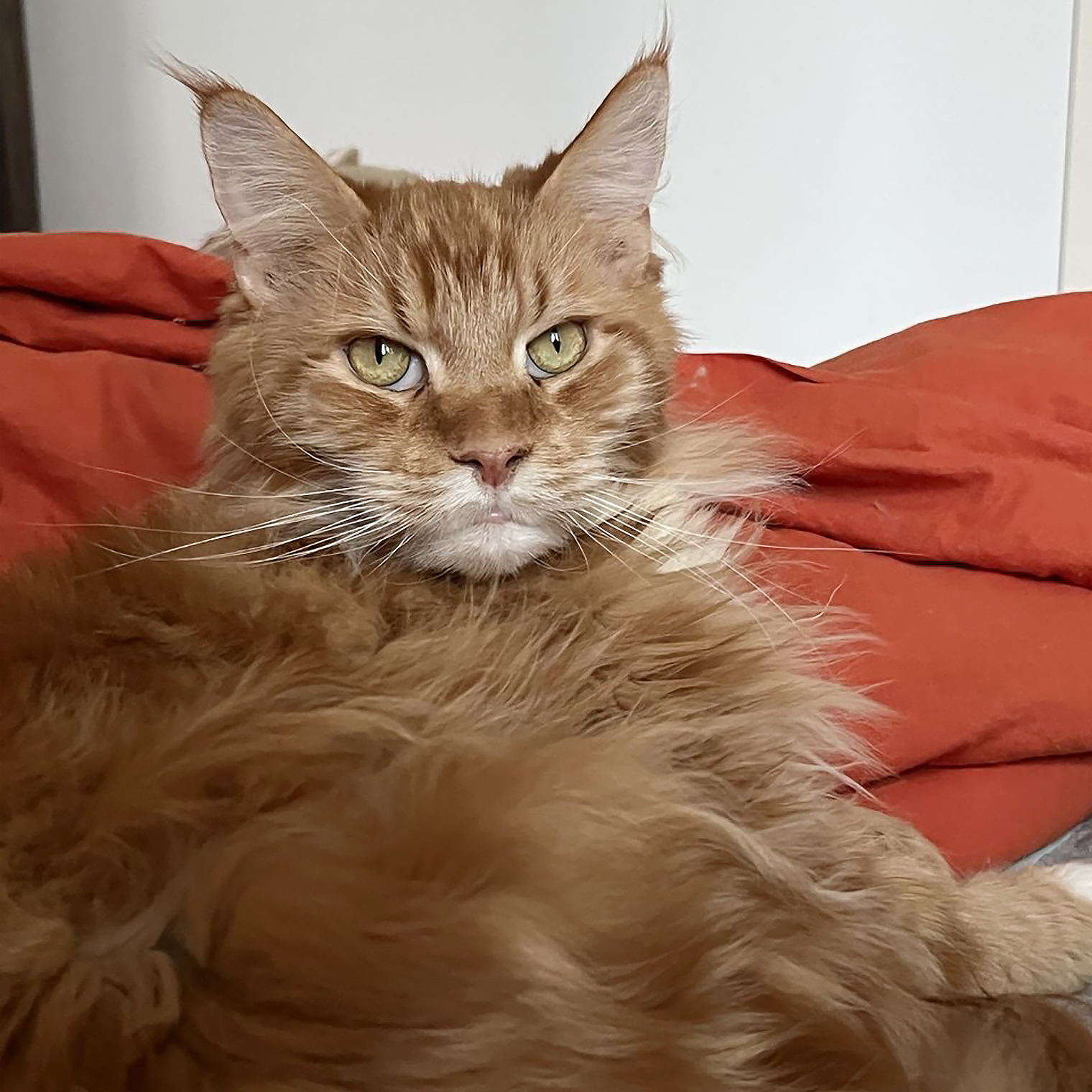 Такого кота не стыдно и другим показать