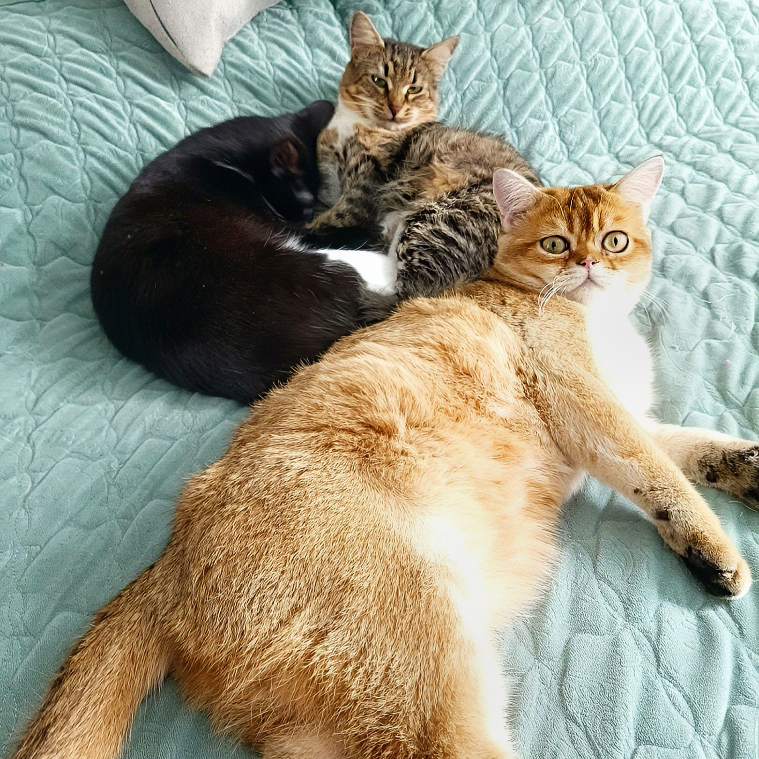 Наши кошки и кот