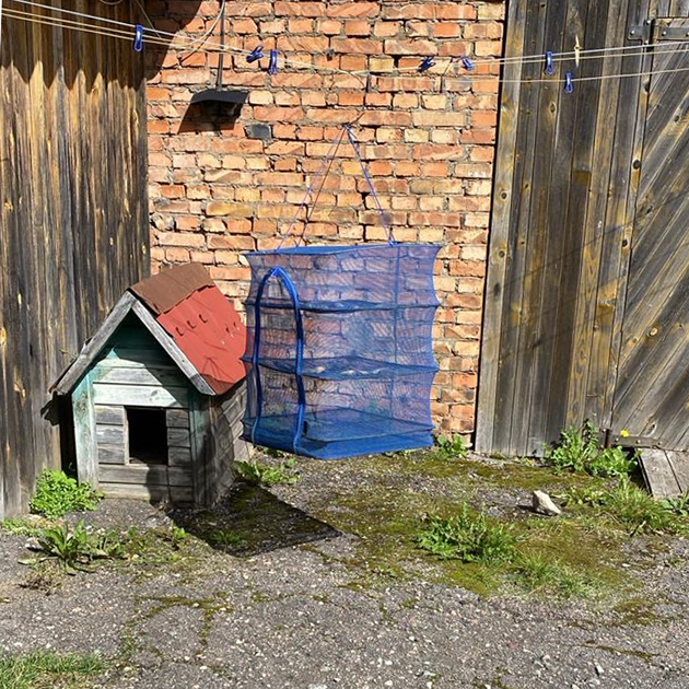 Моя рыба во дворе дома тещи