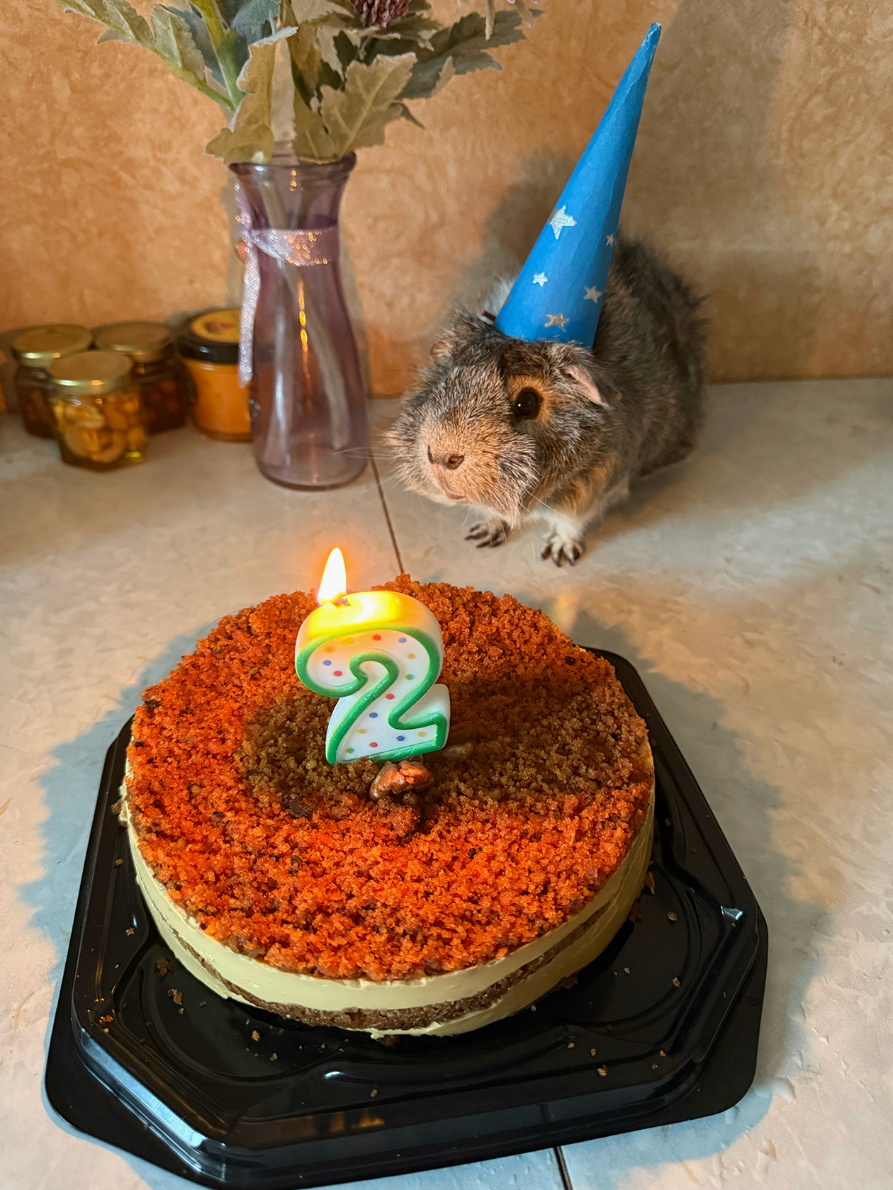 Второй день рождения морского свина, который был в апреле. Про его первый день рождения выходил пост в Т⁠—⁠Ж