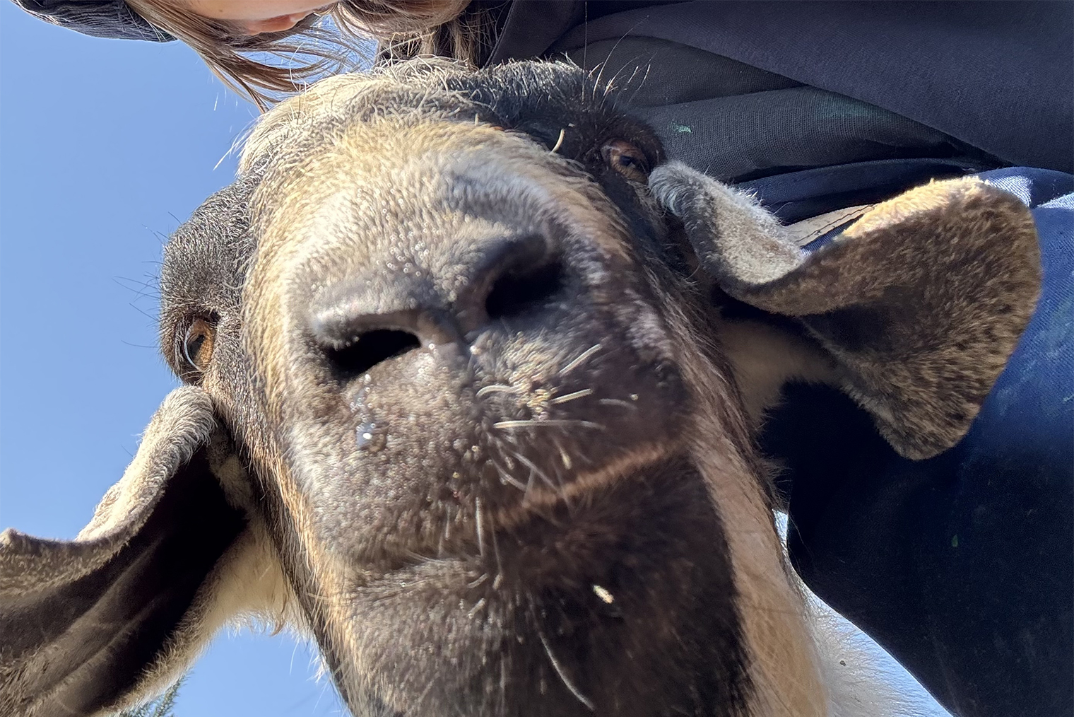 Здесь можно встретить смешных коров, овец и коз. Обычно они хотят забрать наш обед