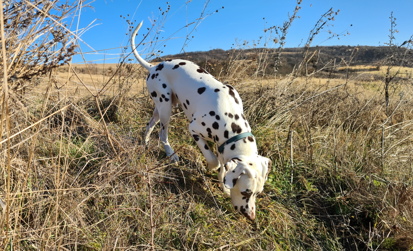 …И составляют из запахов объемные карты