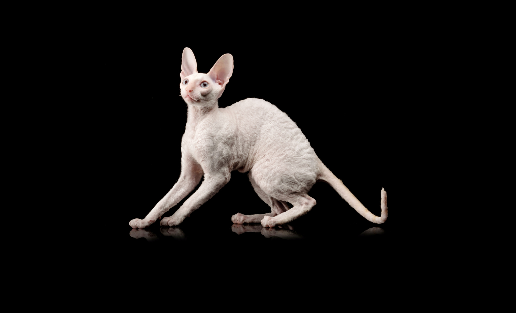 Корниш-рекс