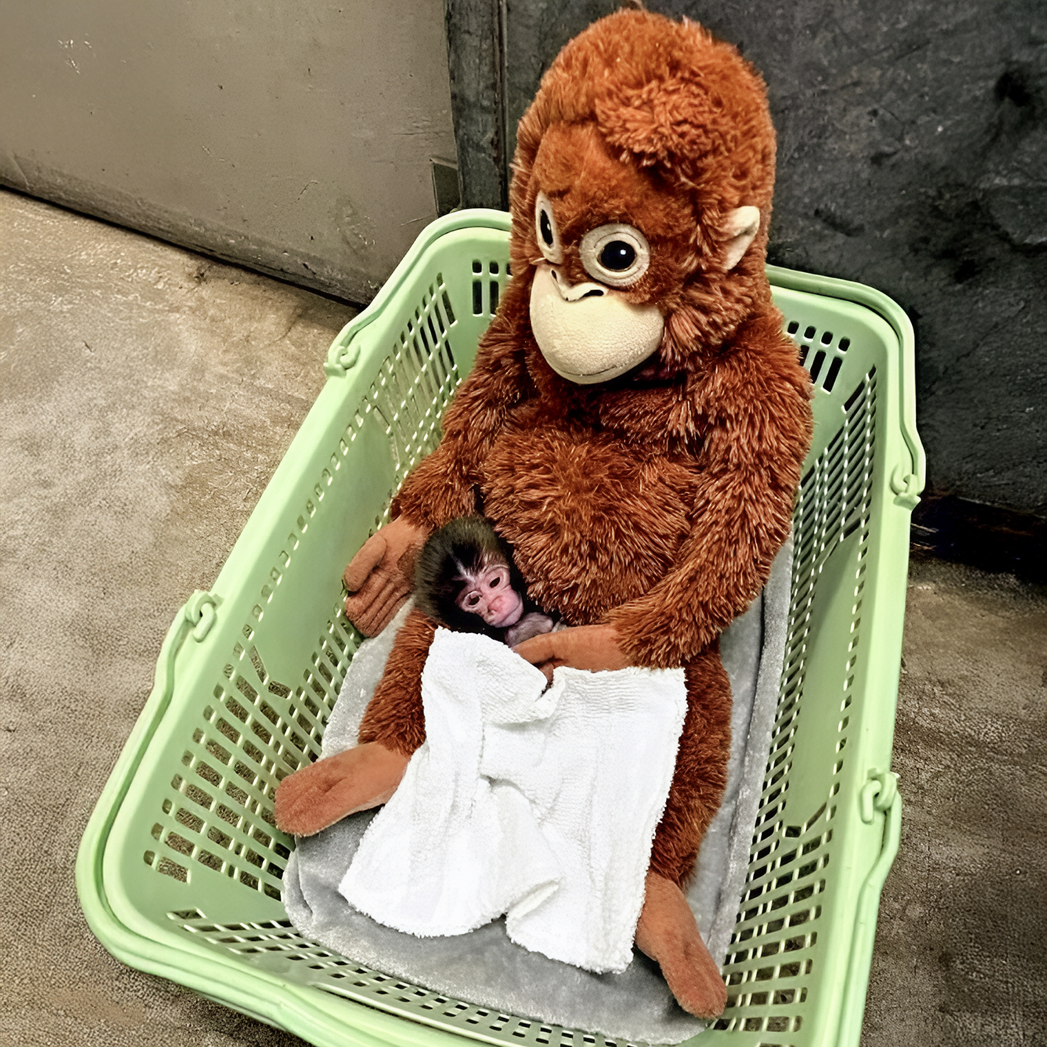 Панч сразу после рождения — в компании любимой игрушки. Кадр © yomiuri.co.jp