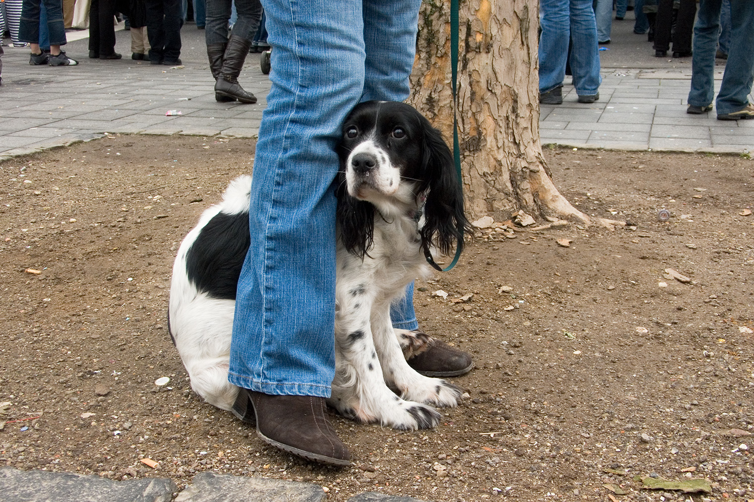 Собака прячется между ног владельца. Это помогает тревожным собакам чувствовать себя в безопасности. Такому трюку можно обучить и использовать на прогулках. Фото: wdj / iStock
