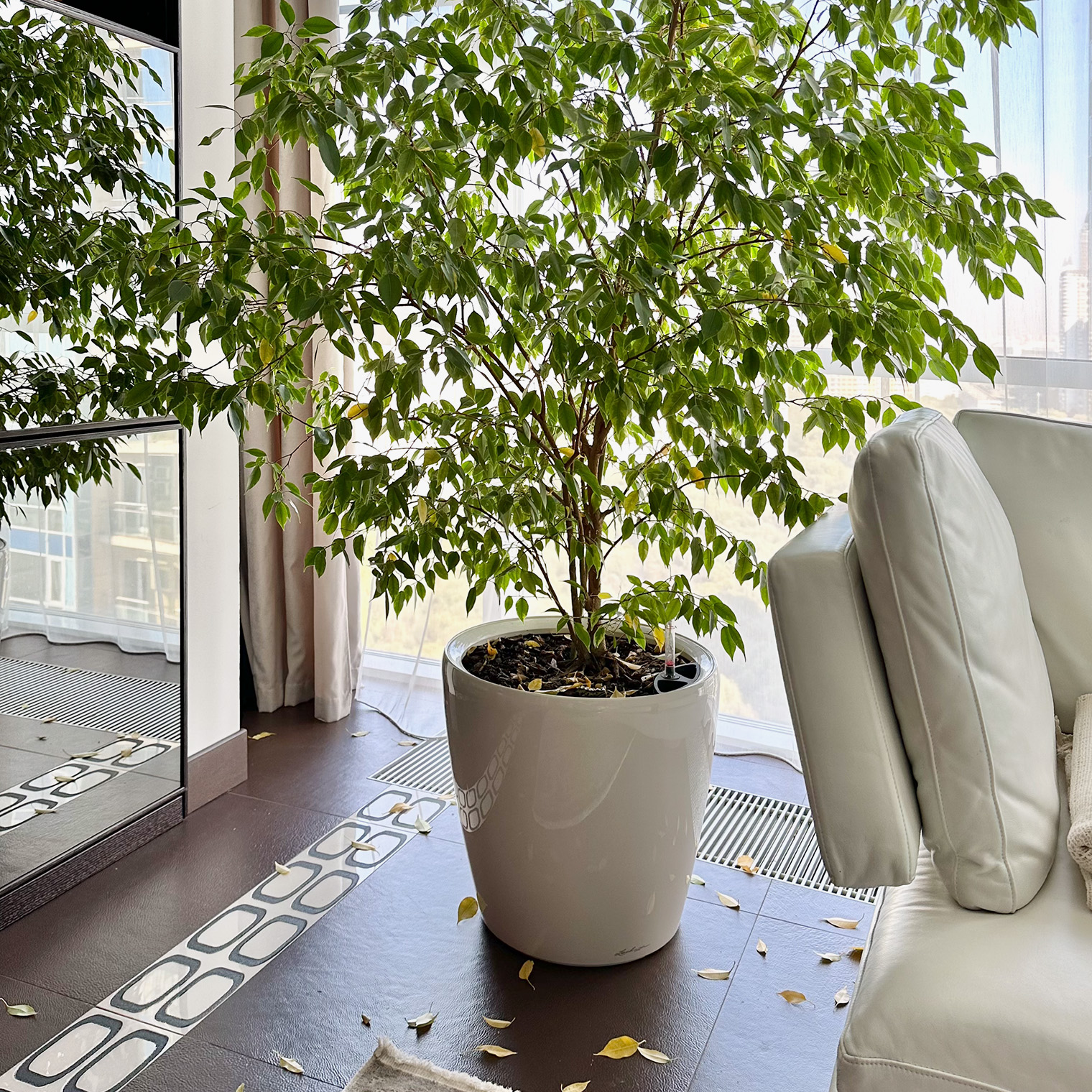 Так фикус нашего автора отреагировал на теплый сквозняк