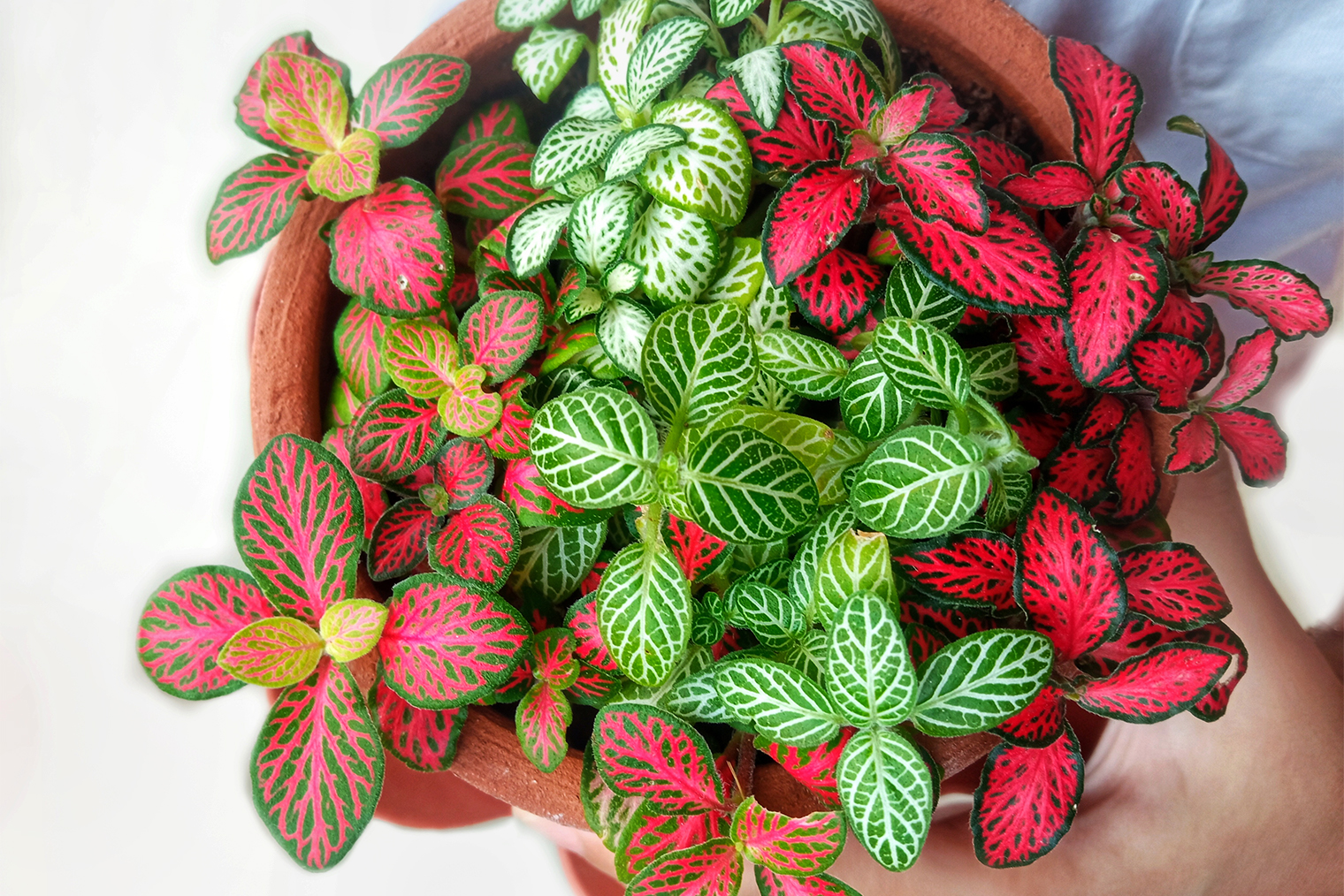 Микс сортов фиттонии, посаженных в один горшок. Фотография: Nurmahidah / Shutterstock / FOTODOM