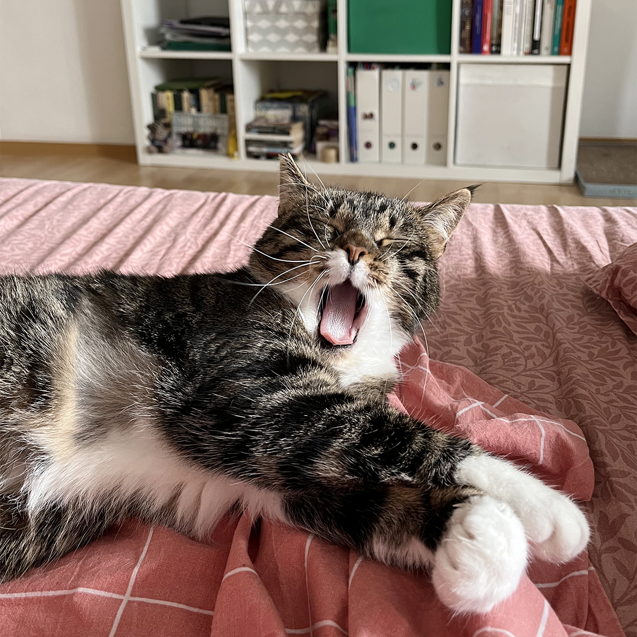 Отсутствие зубов не мешает Кусе радоваться жизни. © Ирина Рычкова