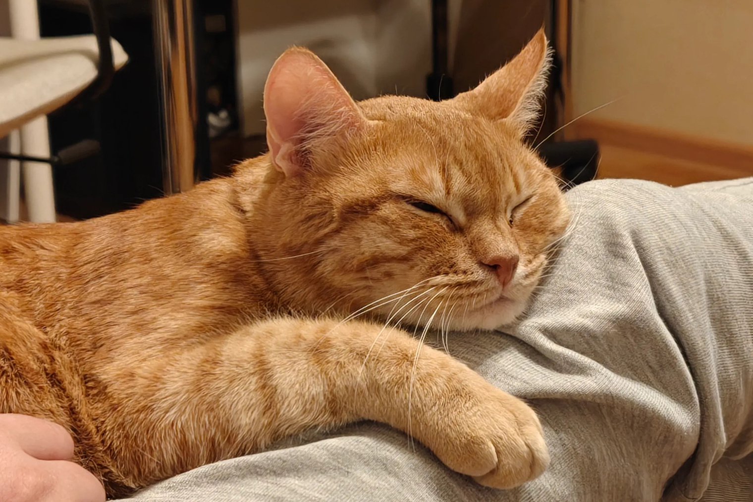 Мой ласковый котик