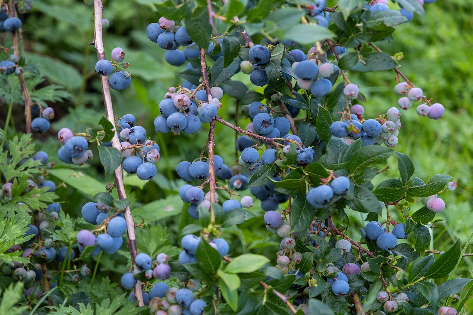 Куст голубики. Фотография: Sandris Veveris / Shutterstock / FOTODOM