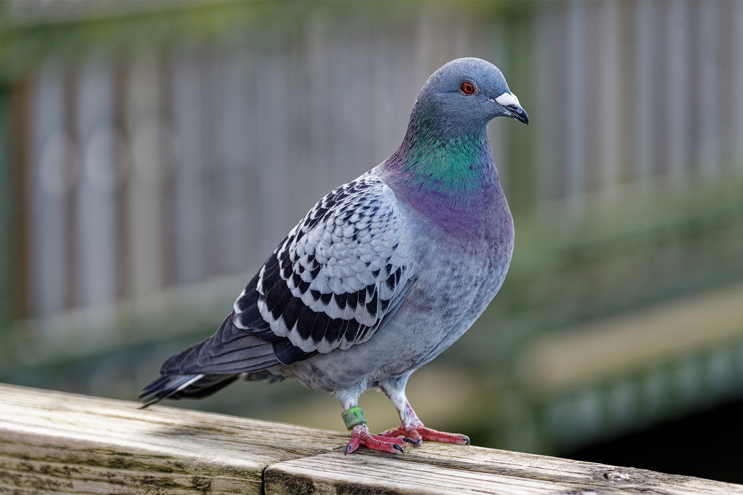 А это взрослый голубь. Фотография — Shutterstock / FOTODOM