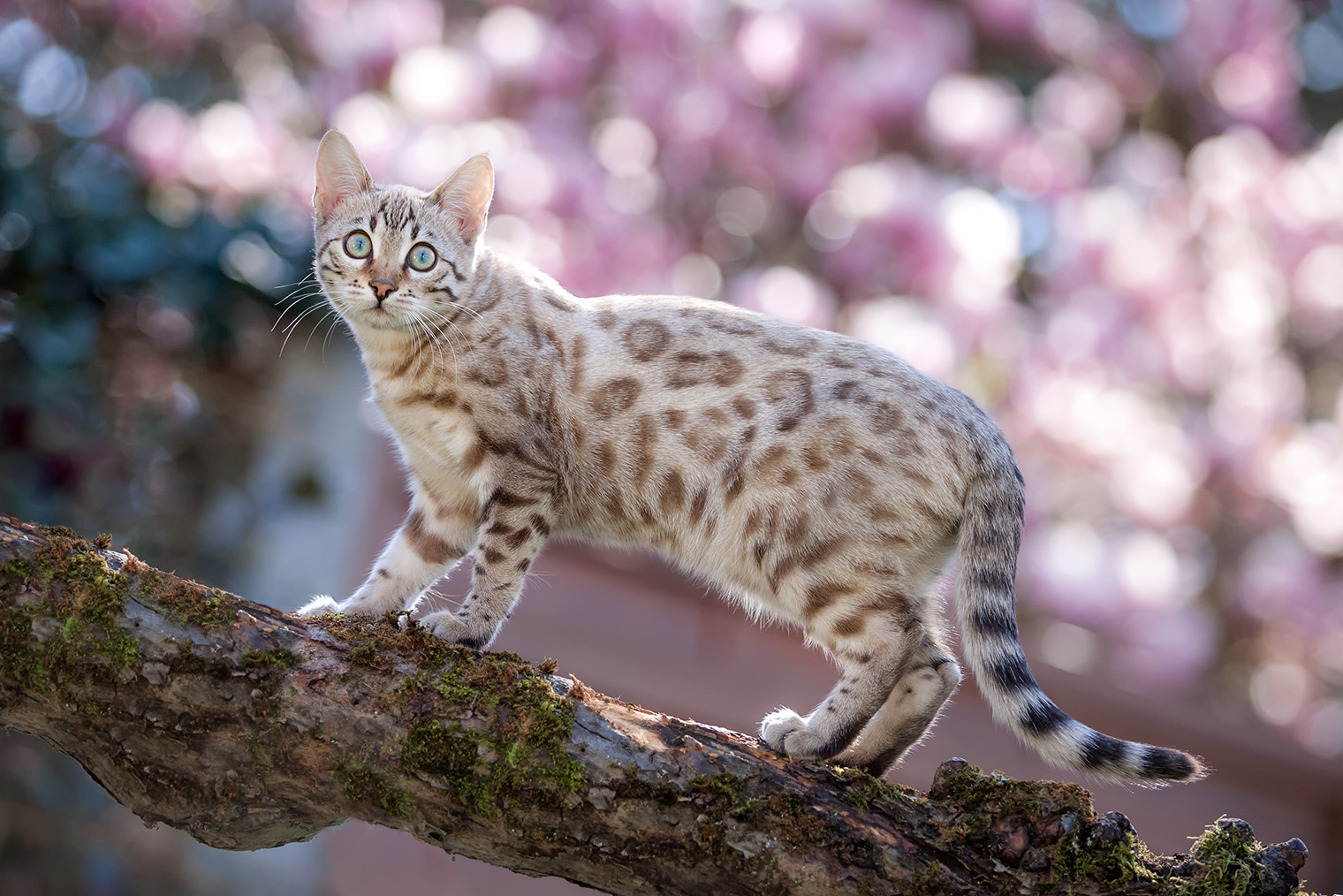 «Снежный» бенгальский кот с голубыми глазами. Фотография: andreaskrappweis / iStock