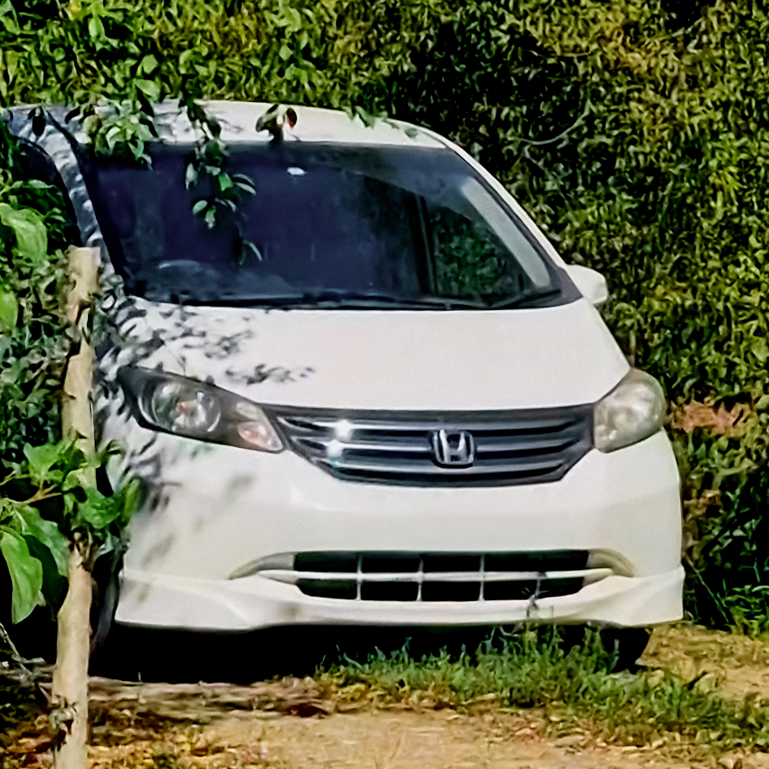 Наша Honda Freed 2009 года