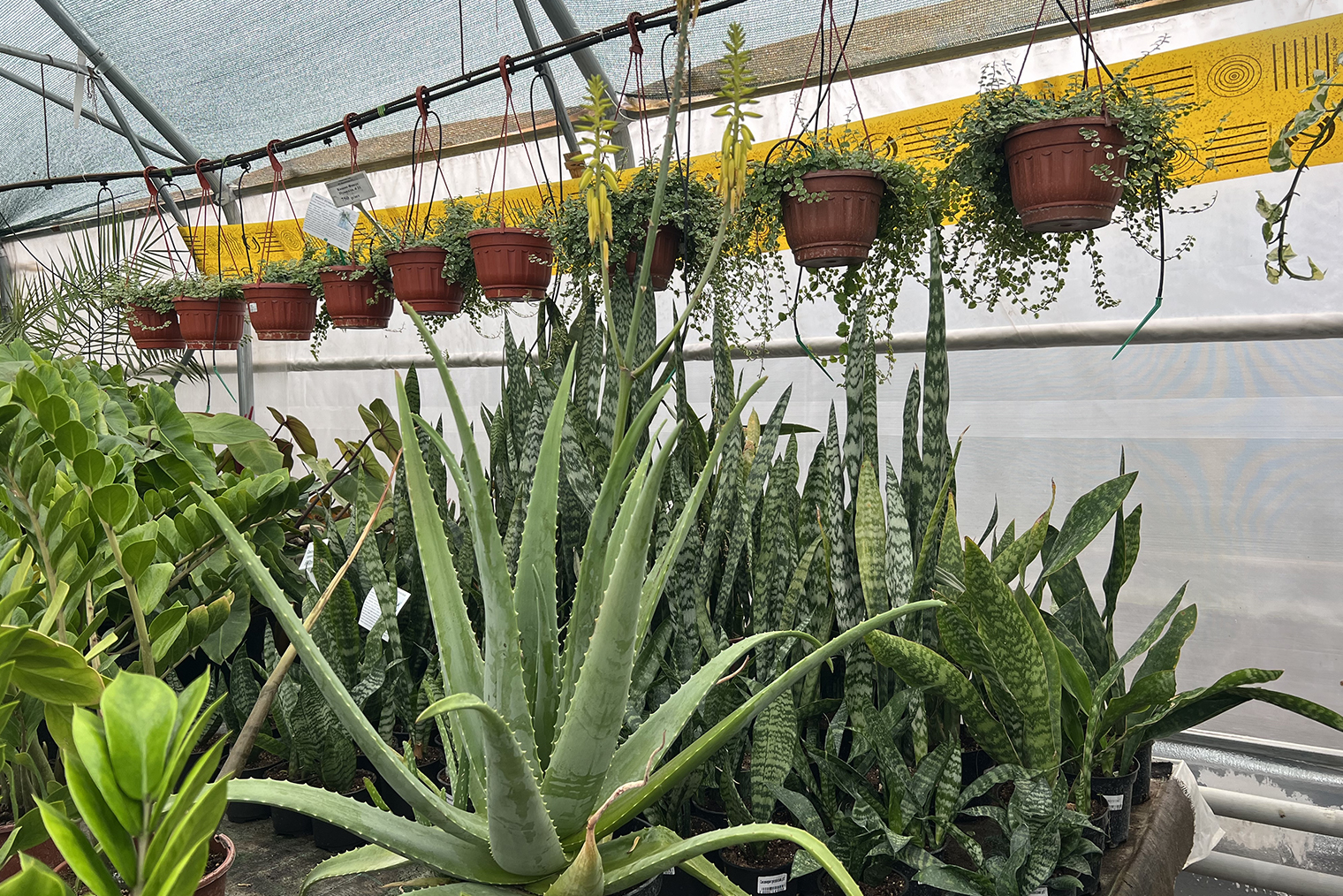 В теплицах, где я работаю, есть такой экземпляр высотой 60 см без горшка, не считая цветоноса. Безумно тяжелый, растет в горшке объемом 10 л