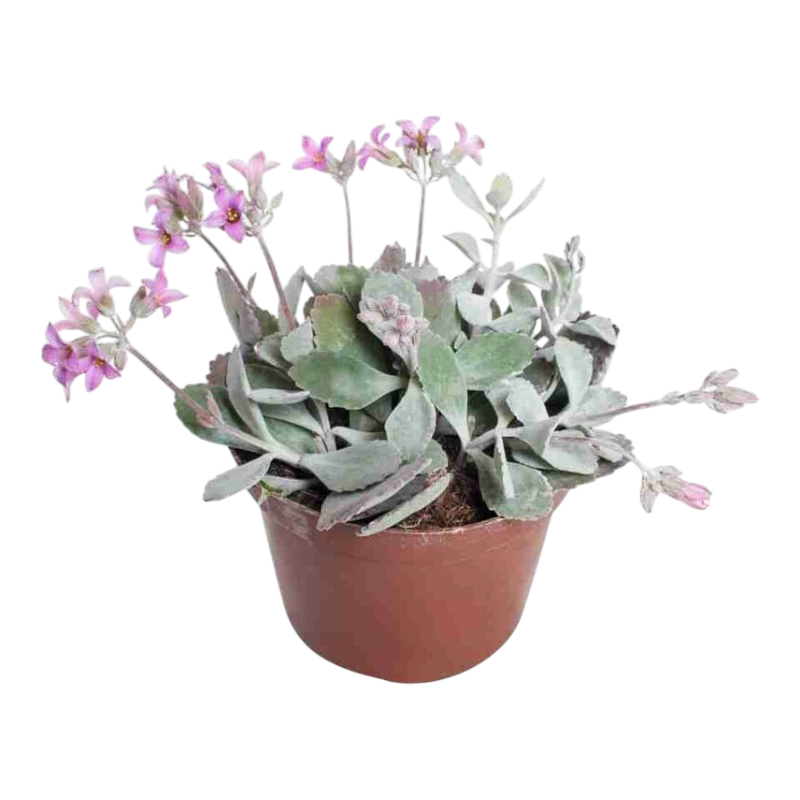 Каланхоэ «пумила»