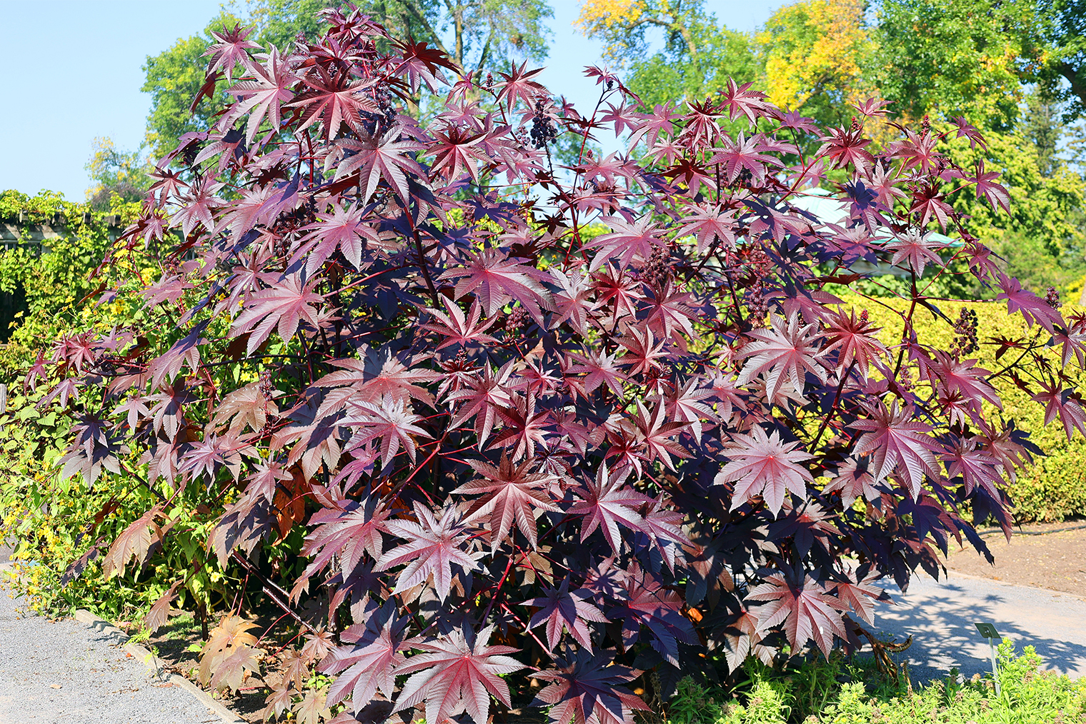 Также листья растения могут окрашиваться в темно⁠-⁠красный цвет. Фотография: meunierd / Shutterstock / FOTODOM