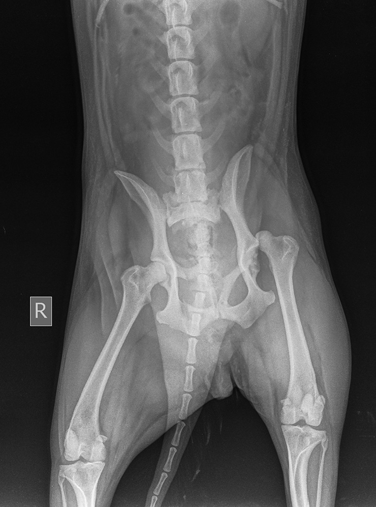 А это скелет взрослой кошки: хрящевые пластинки практически полностью заменились костями. Фотография: Vetlife / Shutterstock / FOTODOM