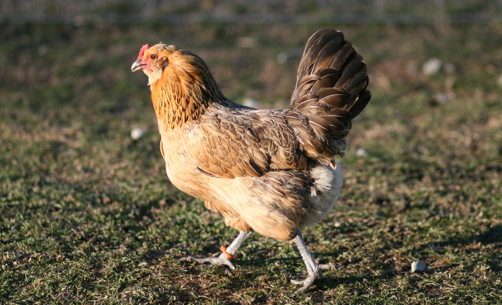 Истер Эггер