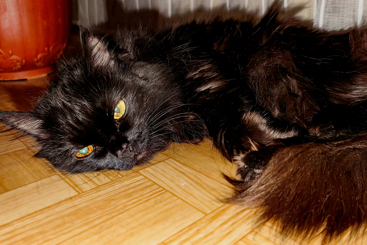 20-летняя любимица родителей