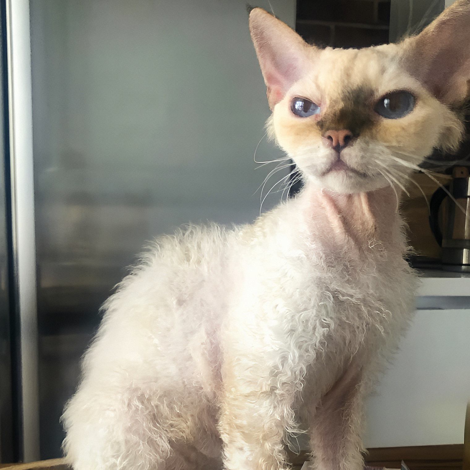 Кудрявый обладатель чувствительного желудка