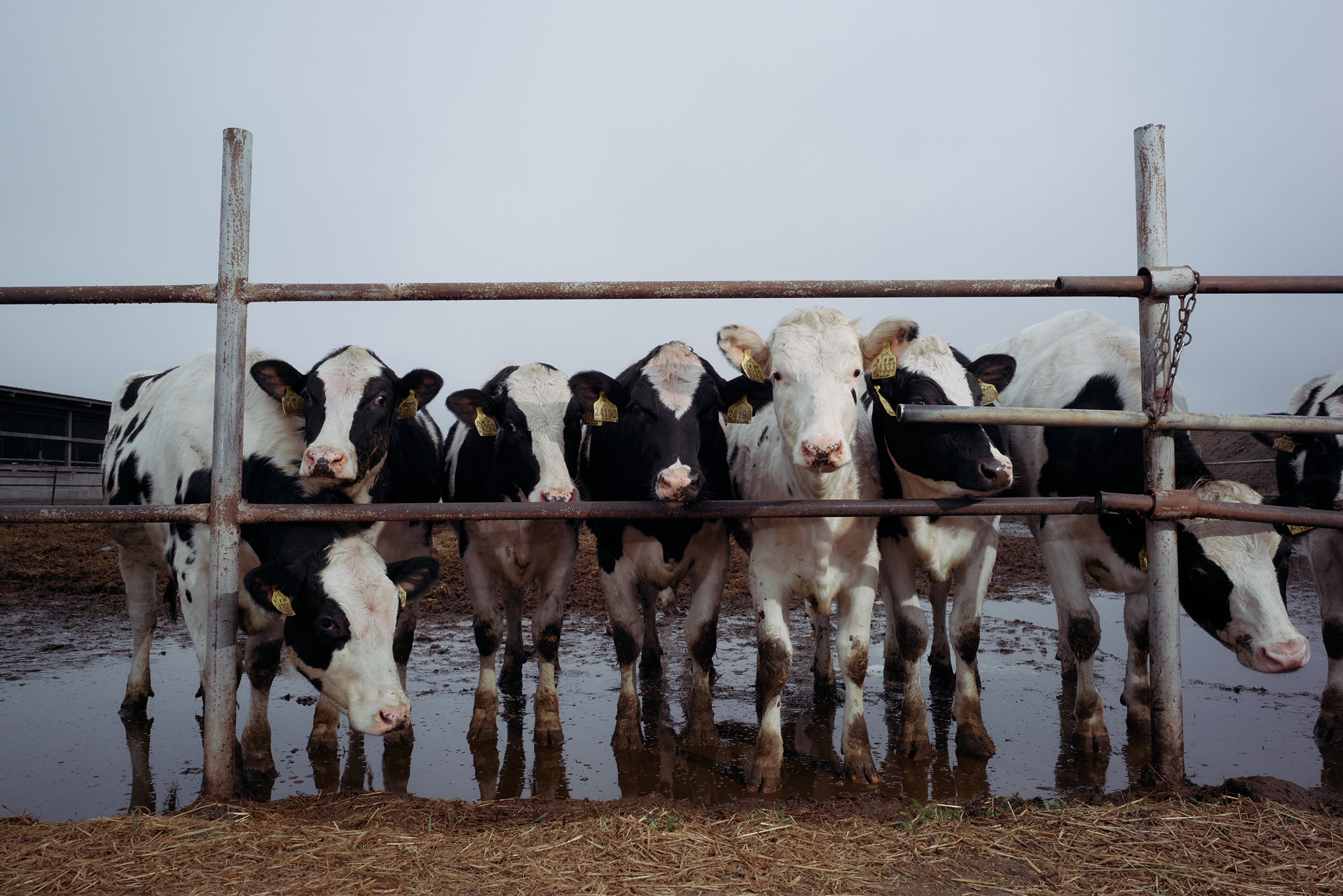 К 2004 году хозяйство активно развивалось, а к 2008 ферма увеличила поголовье в несколько раз и вышла на стабильный уровень