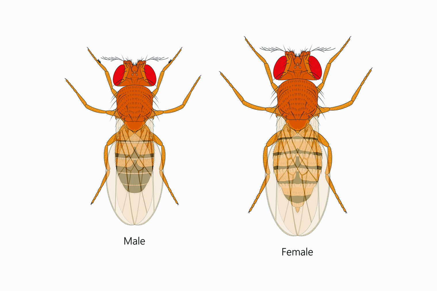 Так выглядит дрозофила: три пары ног, вытянутое тело. Взрослых особей можно различить по гендерному признаку: самка крупнее и у нее более длинное тельце. Изображение: A Step BioMed / Shutterstock / FOTODOM