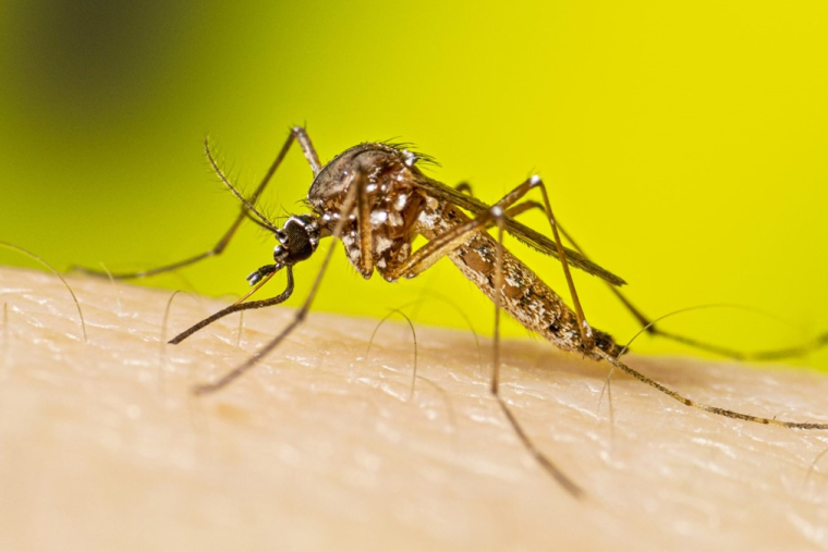 Самка комара вида Aedes aegypti. Это главный переносчик вируса Зика, лихорадки денге, чикунгуньи и некоторых других заболеваний. Источник: cdc.gov