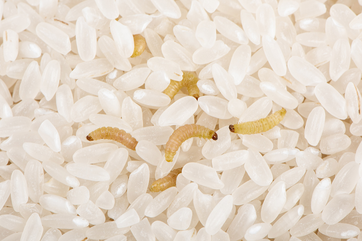 Картинка не для слабонервных: личинки моли поедают зерна риса. Фотография: kungfu01 / Shutterstock