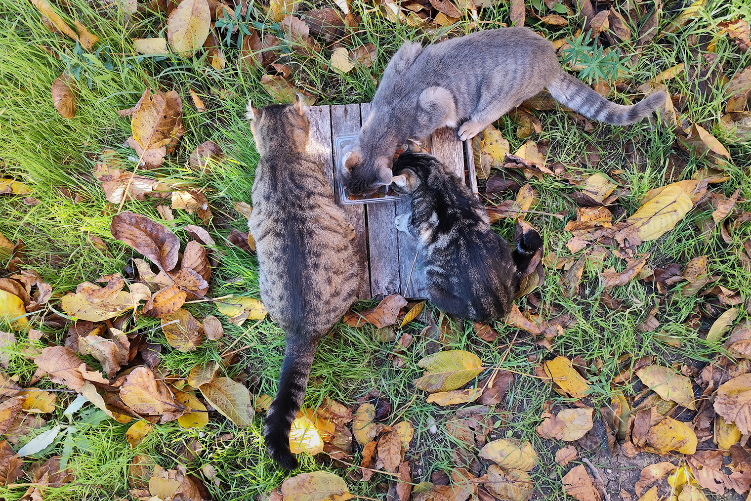 Отдельное удовольствие — покормить на даче местных котов. Они живут у хозяйки на соседнем участке, а к нам приходят подкрепиться